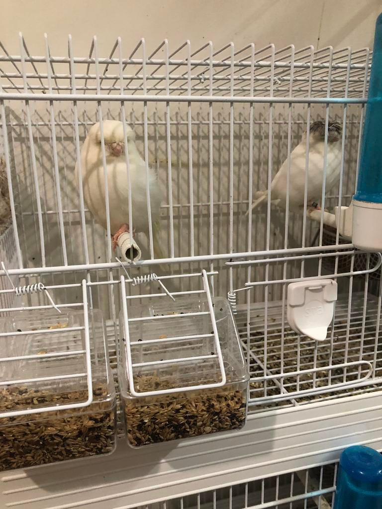 Couple canaris gloster blac, Dieren en Toebehoren, Vogels | Kanaries