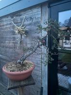Bonsai sylvesteris, Tuin en Terras, Ophalen