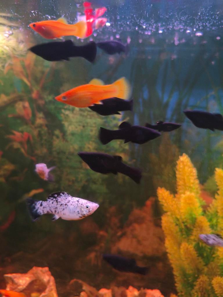 Le poisson Molly est MAINTENANT disponible 🐟 sain — prix av, Animaux & Accessoires