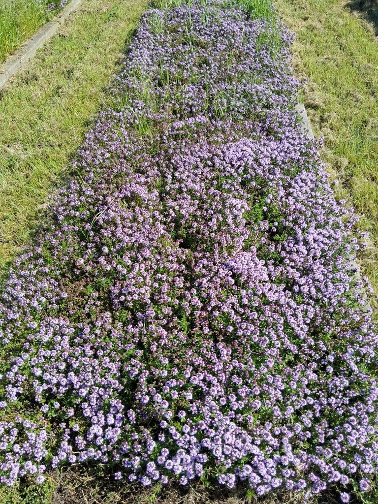 Kruiptijm bio, Tuin en Terras, Ophalen of Verzenden