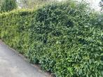 Portugese laurier, Tuin en Terras, Ophalen, Laurier, Haag, 100 tot 250 cm
