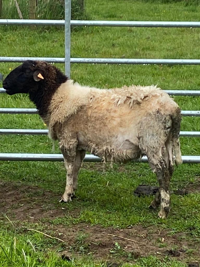 Mooie dekram Dorper, raszuiver met stamboek, Dieren en Toebehoren, Schapen, Geiten en Varkens