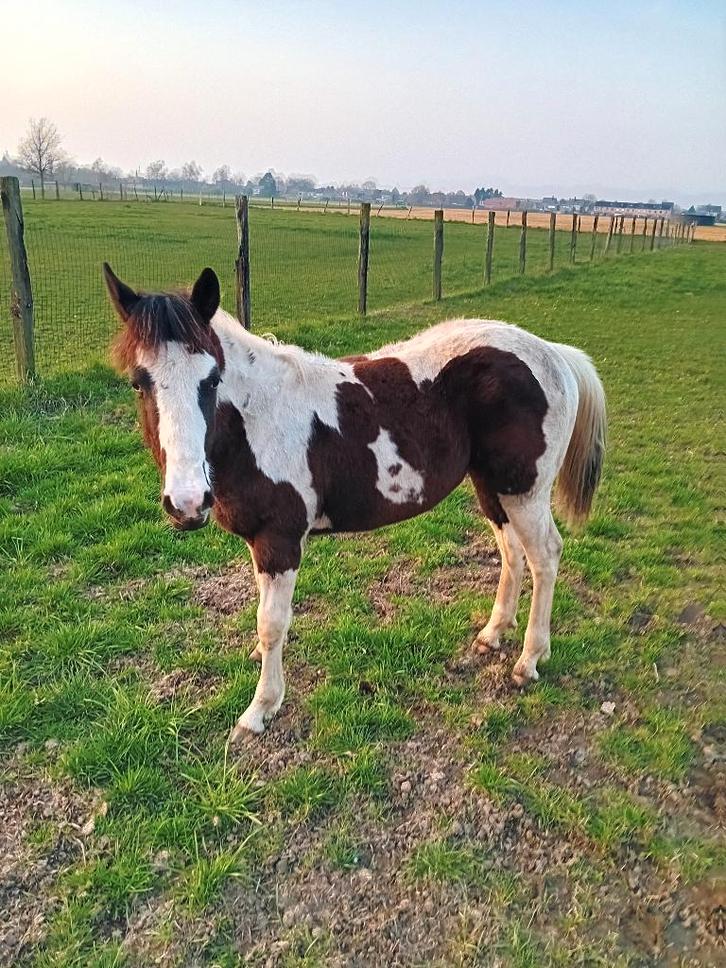 Tobiano painthorse hengstenveulen, Animaux & Accessoires, Chevaux, Étalon, Non dressé, Moins de 160 cm, 0 à 2 ans, Cheval western