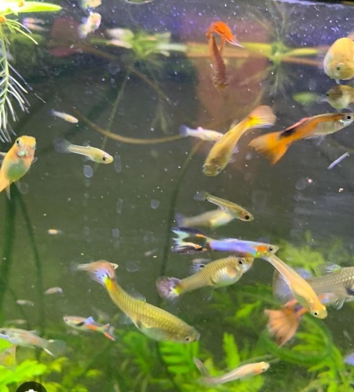 Guppys arc en ciel, Animaux & Accessoires, Autres espèces