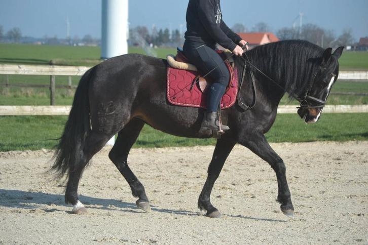 Prachtige brave lusitano merrie, Animaux & Accessoires, Chevaux, Jument