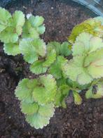 Zee-lavas ( Ligusticum scoticum), Jardin & Terrasse, Plantes | Arbres, Moins de 100 cm, Autres espèces, Enlèvement, Été