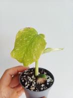 Monstera Platinum, Overige soorten, In pot, Minder dan 100 cm, Groene kamerplant