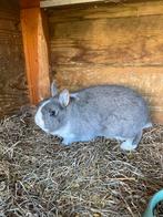 Prachtige kleurdwerg dekram blauwoog, Dieren en Toebehoren, Konijnen, Klein