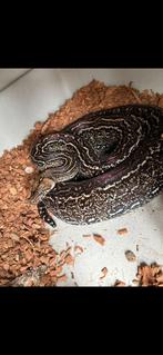 1.0 Leopard boa, Dieren en Toebehoren, Reptielen en Amfibieën