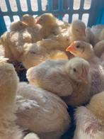 Kuikens, Dieren en Toebehoren, Meerdere dieren, Kip