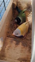 5 JONGE gouldamadines goulds amadine amandine gouldamadine, Dieren en Toebehoren, Geringd