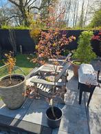 Mooie Japanse Esdoorn/Acer, Tuin en Terras, Planten | Bomen, Ophalen