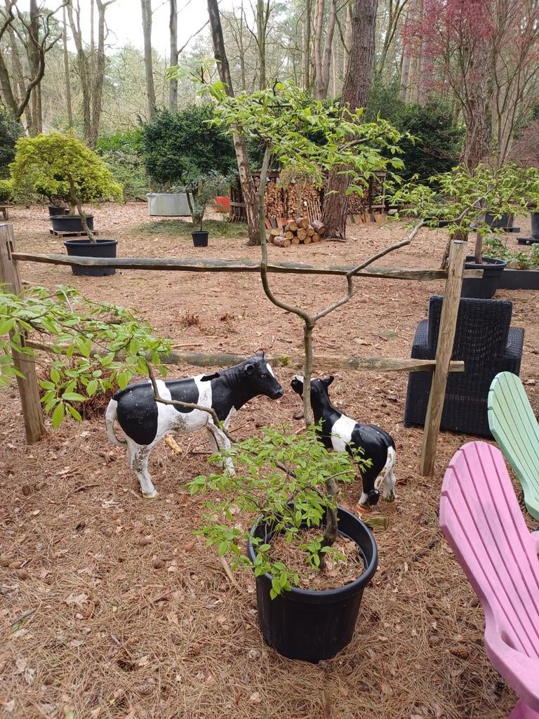 carpinus bonsai, Tuin en Terras, Ophalen