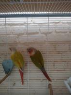 Gevraagd pyrrhura, Dieren en Toebehoren