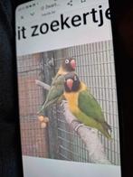 Te. Koop, Femelle, Perroquet nain ou Inséparable, Bagué