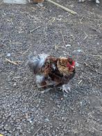 Zijdehoen krulveer haantje, Mâle, Poule ou poulet