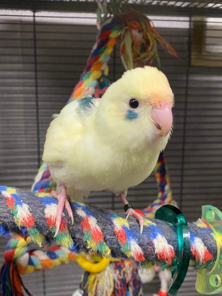 Jeune homme kakariki super apprivoisé 2026, Mâle, Perruche, Domestique