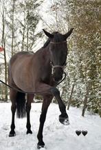 Lief recreatiepaard zoekt 5 sterren huisje, Dieren en Toebehoren, Paarden, Merrie, M, Recreatiepaard