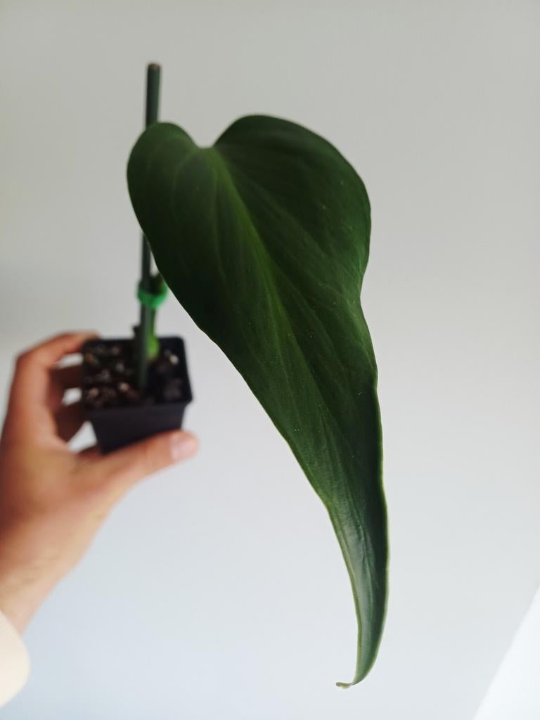 Monstera Burle Marx Flame, Huis en Inrichting, Kamerplanten, Overige soorten, Minder dan 100 cm, Groene kamerplant, Halfschaduw