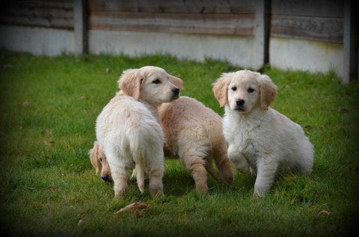 Golden Retriever pups, Dieren en Toebehoren, Honden | Retrievers, Spaniëls en Waterhonden, Teef, Golden retriever, Fokker | Professioneel