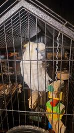 La super équipe Triton Cockatoo Pop, Femelle, Perroquet, Parleur