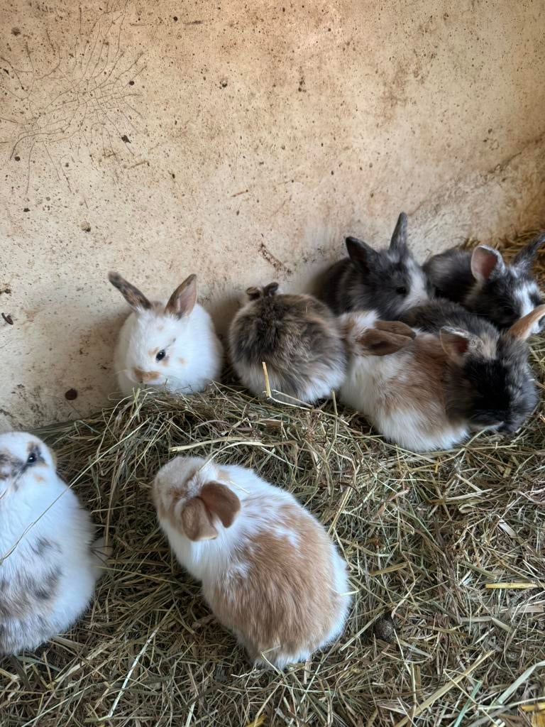 Leeuwekopjes, Maart, Meerdere dieren, Overige typen