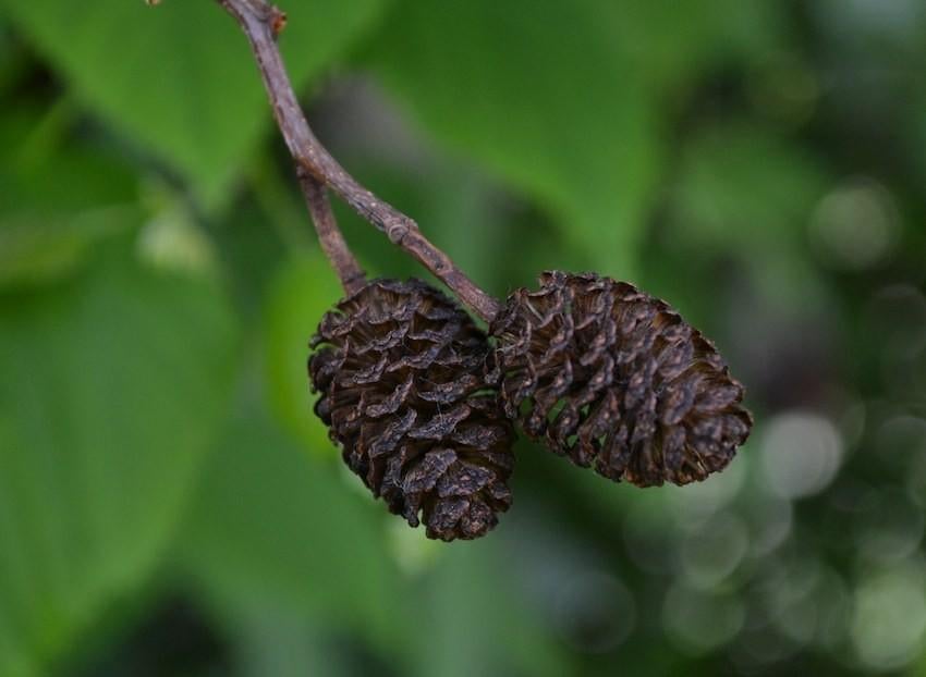30 Cônes d’Aulne pour Aquarium d’Eau Douce, Animaux & Accessoires, Enlèvement ou Envoi, Neuf, Autres types