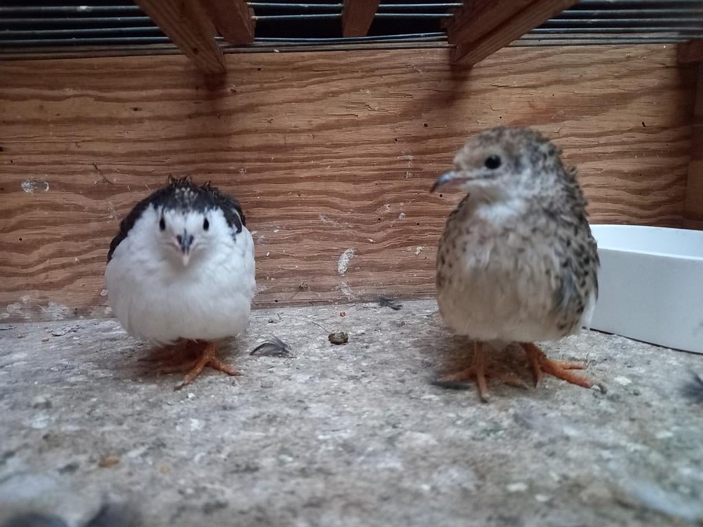 Koppel dwergkwartels, Dieren en Toebehoren, Vogels | Overige Vogels