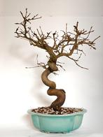Japanse haagbeuk bonsai - Carpinus laxiflora, In pot, Bloeit niet, Halfschaduw, Minder dan 100 cm