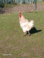 Jonge hanen te koop, Dieren en Toebehoren, Pluimvee