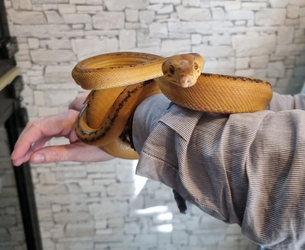 Couple Corallus Hortulanus Full red+Tiger double ligne🍀, Animaux & Accessoires, Serpent, Domestique, 3 à 6 ans