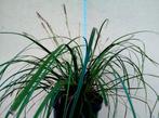 Prachtige Carex Siergrassen grote planten!!, Tuin en Terras, Planten | Tuinplanten, Ophalen, Vaste plant, Siergrassen, Halfschaduw