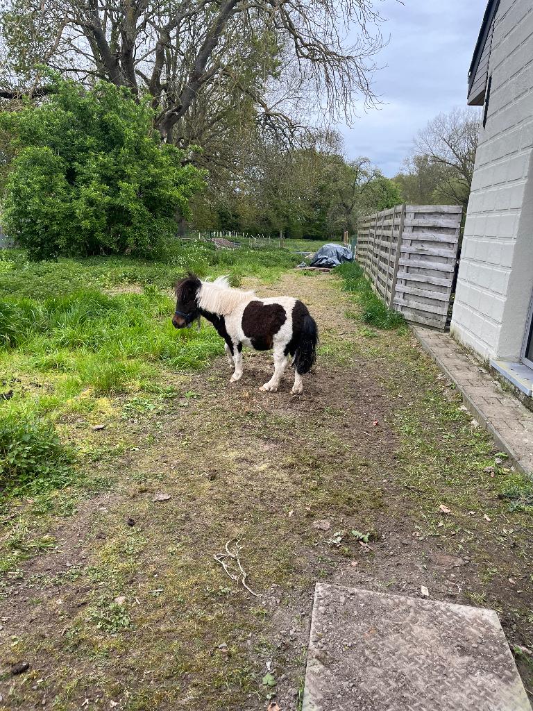 Poneys, Animaux & Accessoires, Poneys, Étalon, M, 3 à 6 ans