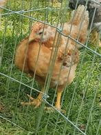 Golden comet kuiken, Dieren en Toebehoren