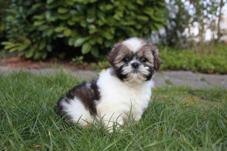 Shih Tzu tricolor, reu, geboren 15 januari 26, Dieren en Toebehoren, Honden | Chihuahua's en Gezelschapshonden, Reu, Overige rassen