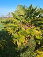 Palmboom Trachucarpus, Jardin & Terrasse, Plantes | Jardin, Autres espèces, Printemps, Plein soleil, Enlèvement