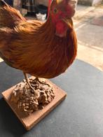 Kip, Dieren en Toebehoren, Pluimvee, Kip