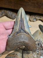 Zeer rare onderkaakse megalodon tand uit South Carolina, Verzamelen, Mineralen en Fossielen, Ophalen of Verzenden, Fossiel