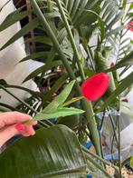 10 tulipes rouges artificielles, Ophalen of Verzenden