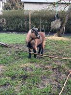 Twee dwerggeitjes, Dieren en Toebehoren, Vrouwelijk, Geit, 0 tot 2 jaar