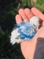 jolie insèrapable eam