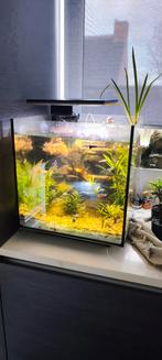 Aquarium 60l, Dieren en Toebehoren, Ophalen