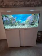 EHEIM Aquarium met warmwatervissen, Animaux & Accessoires, Enlèvement, Utilisé, Aquarium d'eau douce rempli