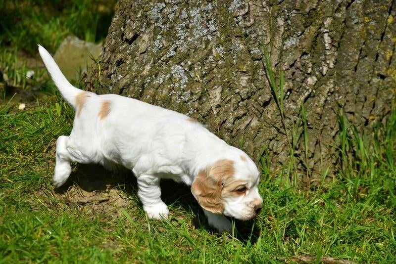 Engelse Cocker pup, Dieren en Toebehoren, Honden | Retrievers, Spaniëls en Waterhonden, Reu, Spaniël, Fokker | Professioneel, Meerdere