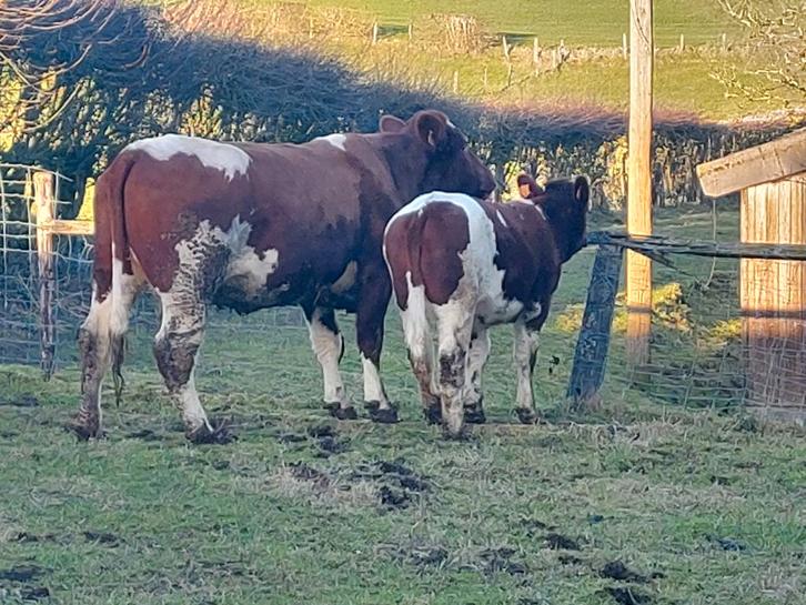 Vache avec génisse Maine Anjou, Animaux & Accessoires, Bovins, Femelle
