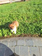 Chihuahua pups, Parvo, België, 8 tot 15 weken, Meerdere