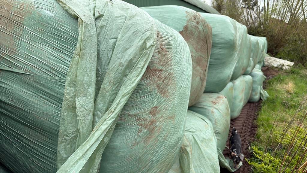 Voordroog te koop, Enlèvement