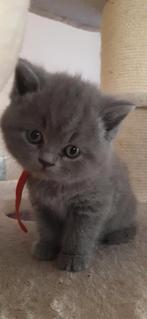 Kittens Brits korthaar stamboom kweek te Gent, Poes, Gechipt, 0 tot 2 jaar