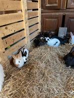 Beaux lapins à viande