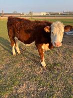 Hereford vaars 12 maand, Femelle, 0 à 2 ans